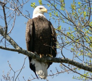 Bald Eagle